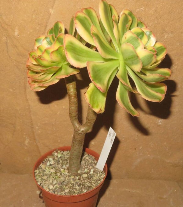 Aeonium arboreum variegata