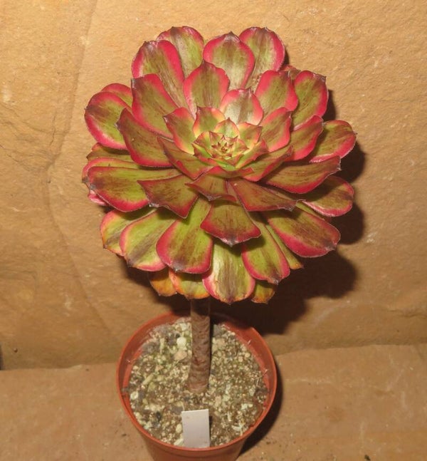 Aeonium cv Pink Daisy – Multicolor variegata