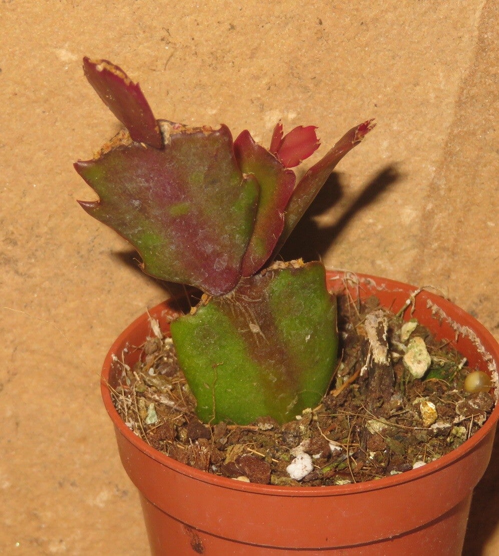 Schlumbergera cv Thor Sofia – Weihnachtskaktus Zygocactus