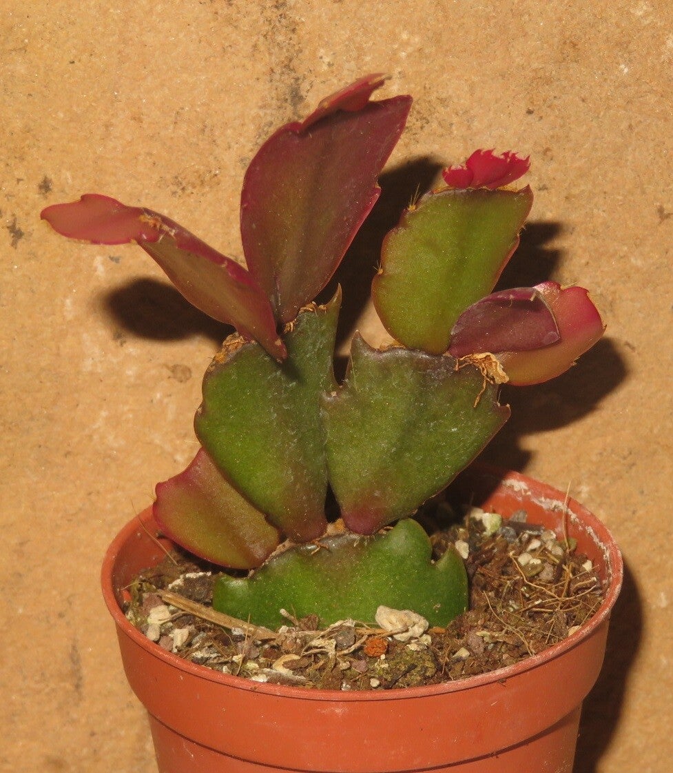 Schlumbergera cv Thor Sofia – Weihnachtskaktus Blattkaktus