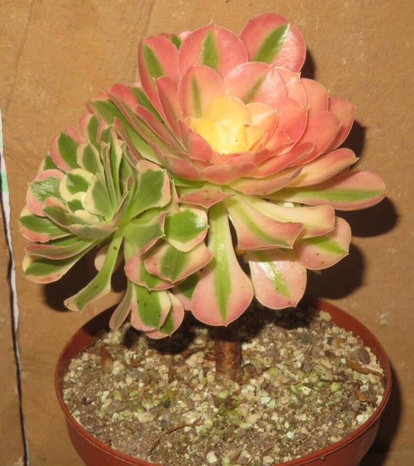 Aeonium cv River Stone variegata