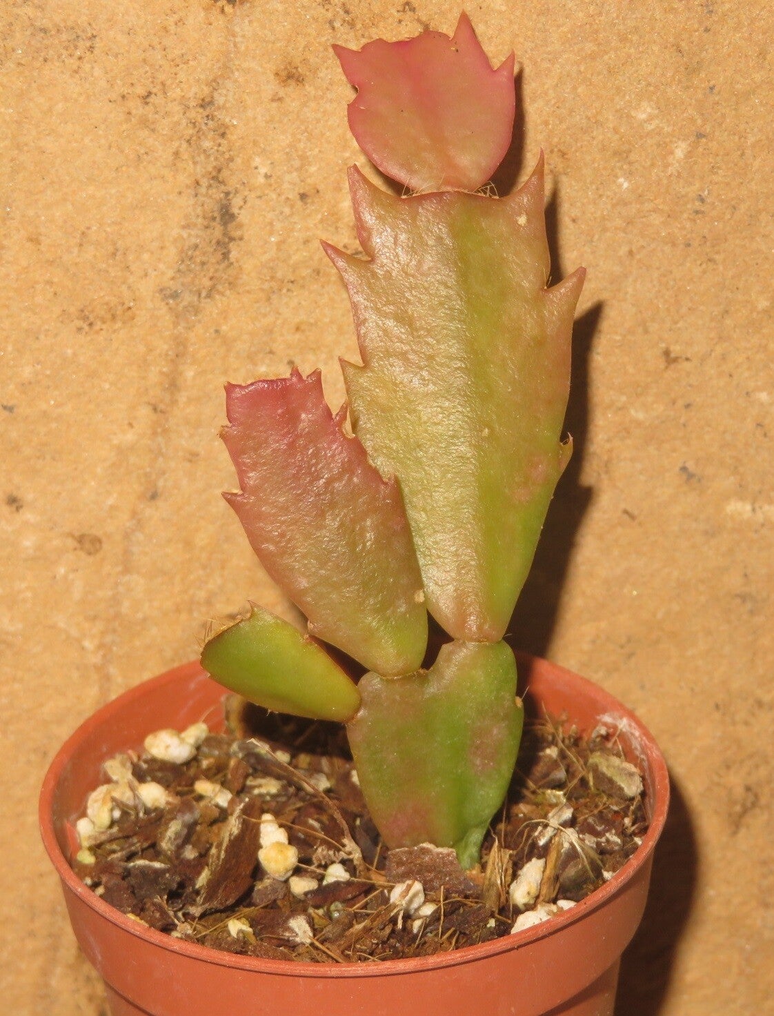 Schlumbergera cv AN016 – Weihnachtskaktus Zygocactus