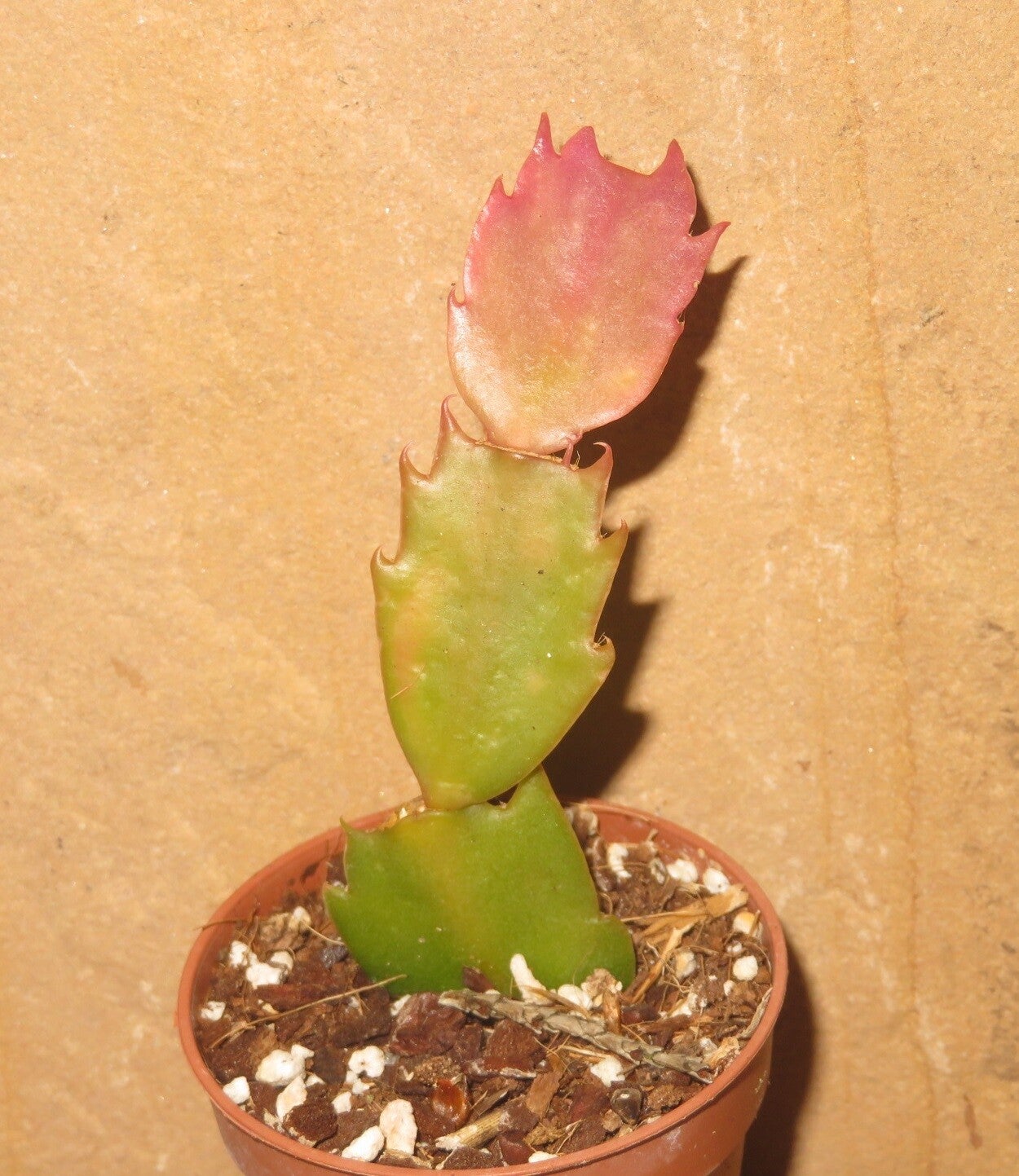 Schlumbergera cv AN011 Swedish Crown – Weihnachtskaktus Zygocactus