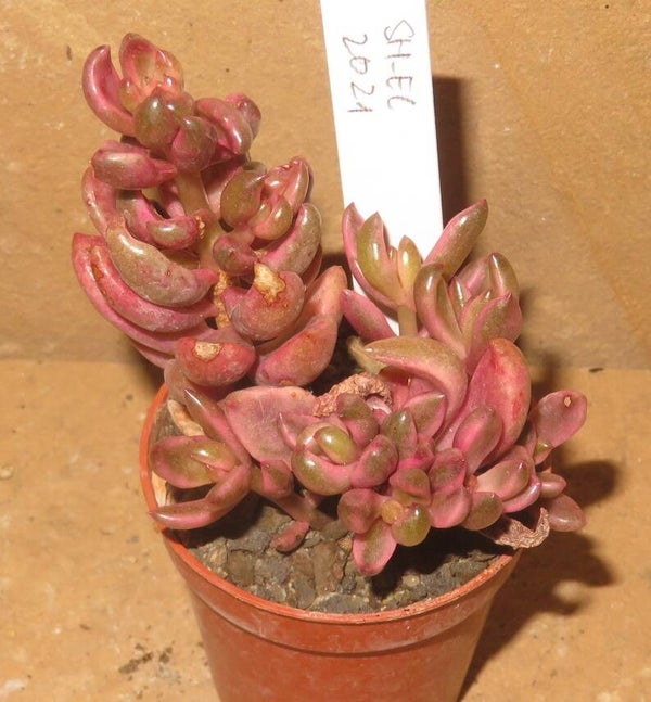Lenophyllum cv Chocolate and Strawberry