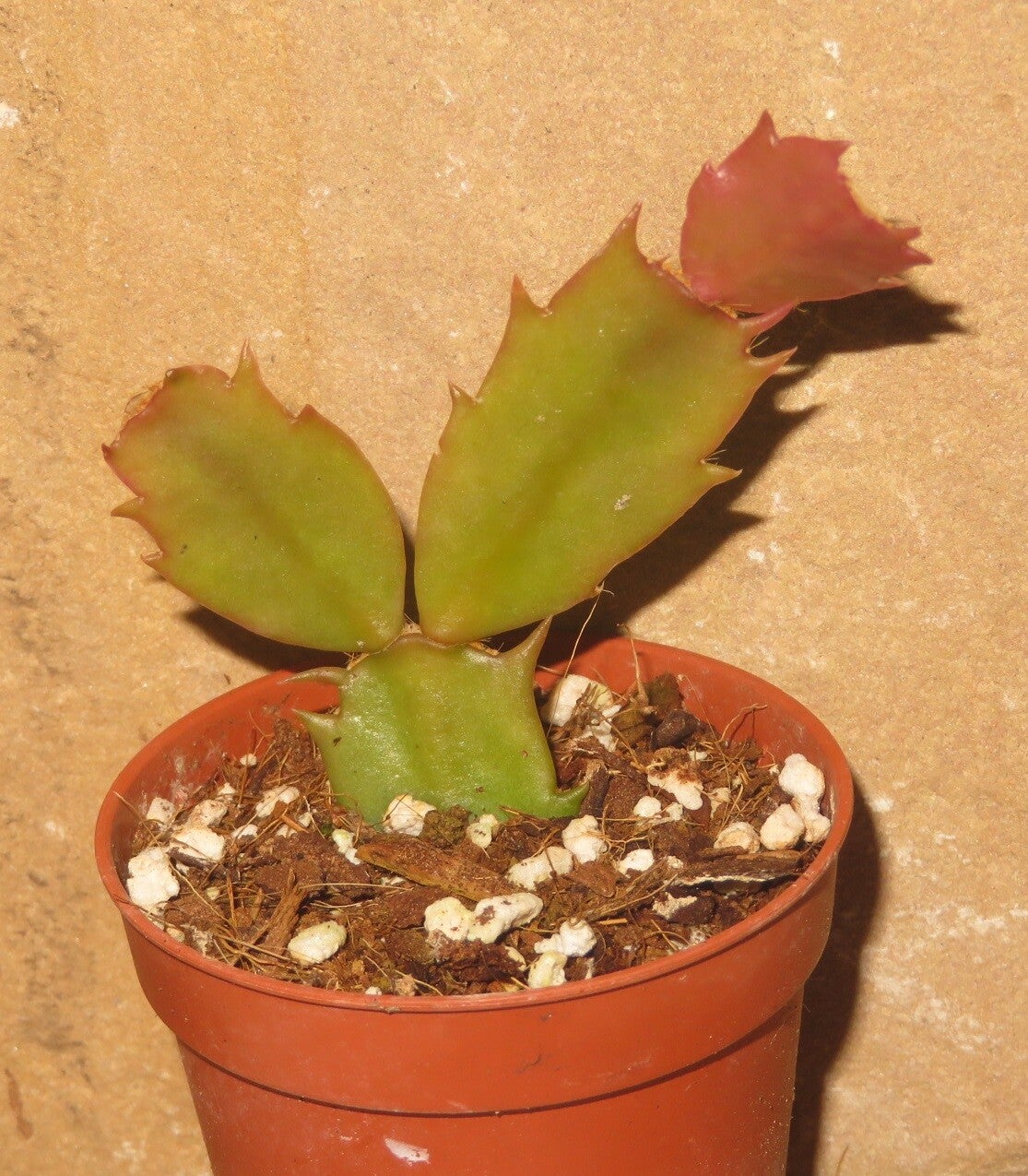 Schlumbergera cv AN016 – Weihnachtskaktus Blattkaktus