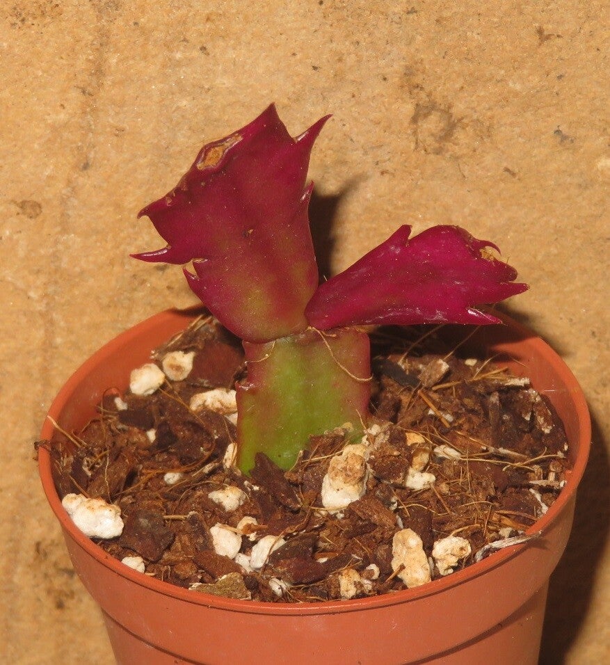 Schlumbergera cv Sangeeta – Weihnachtskaktus Zygocactus
