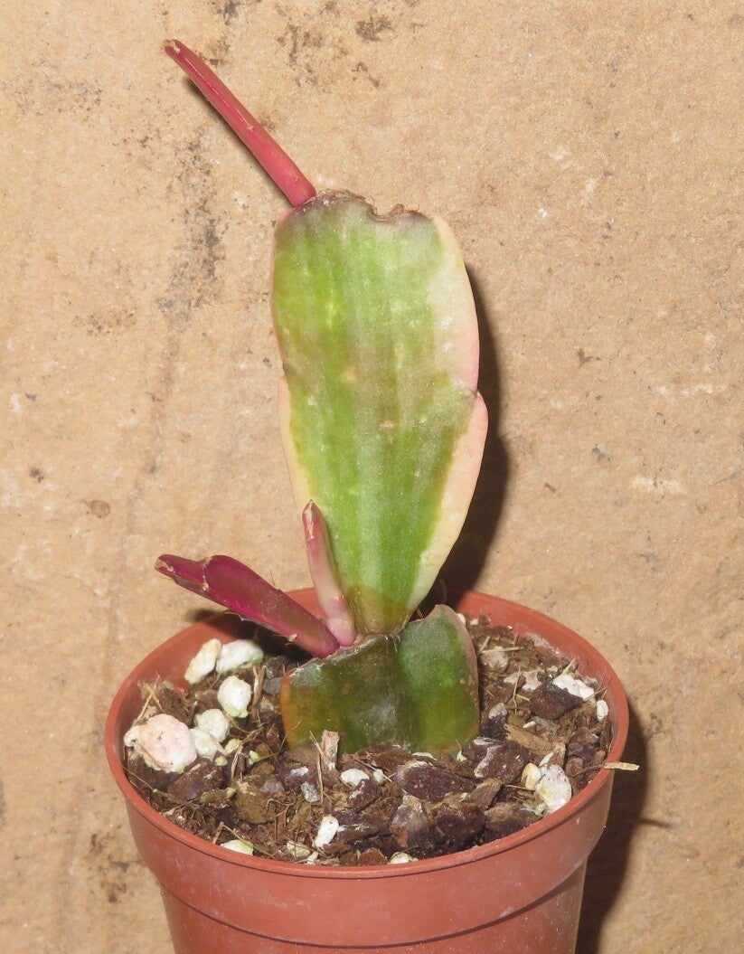 Schlumbergera cv Norris variegata – Weihnachtskaktus Zygocactus