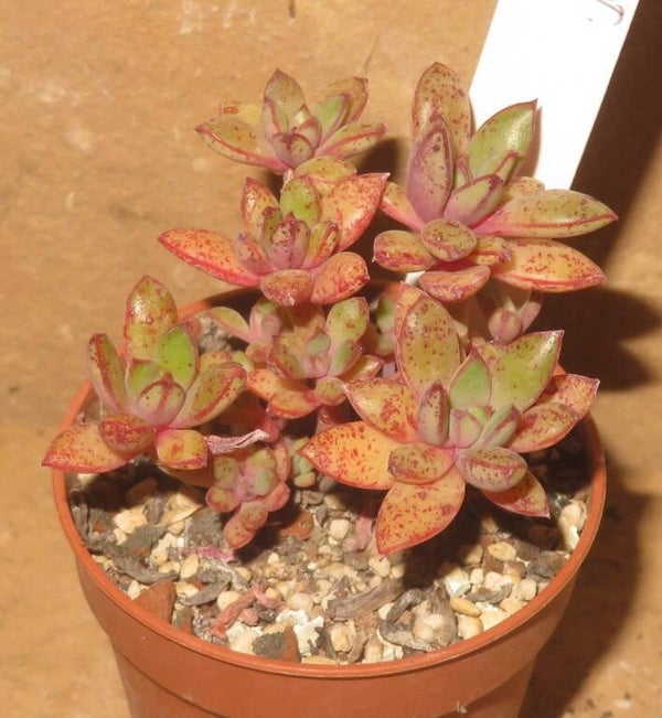 Echeveria ballsii