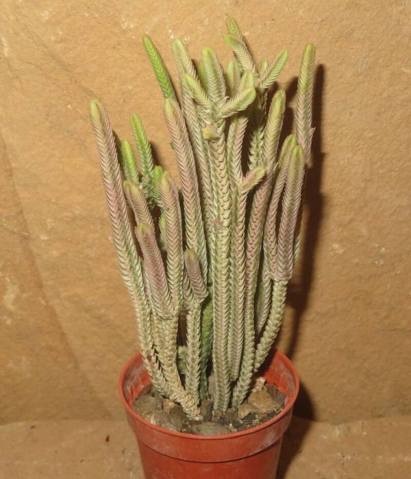 Crassula lycopodioides variegata