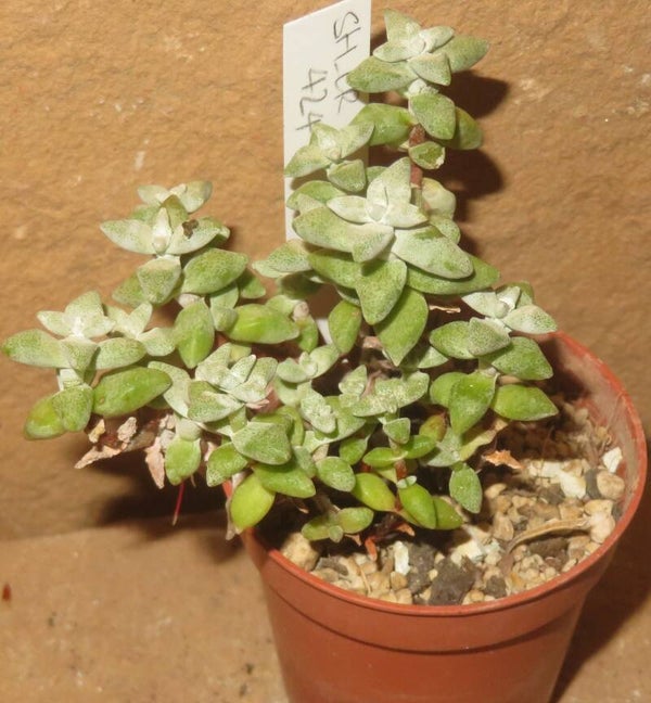 Crassula deltoidea