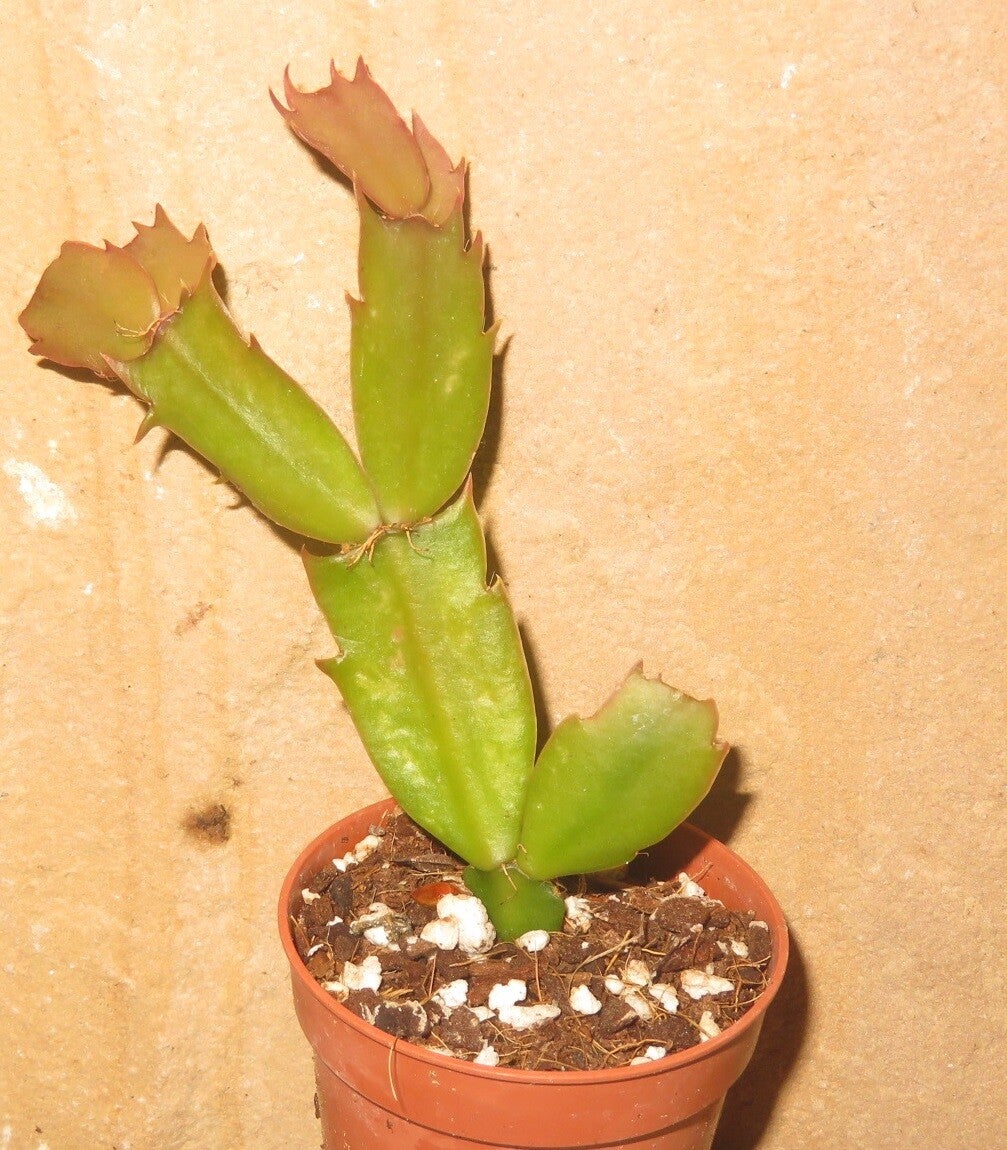 Schlumbergera cv AN011 Swedish Crown – Zygocactus Blattkaktus