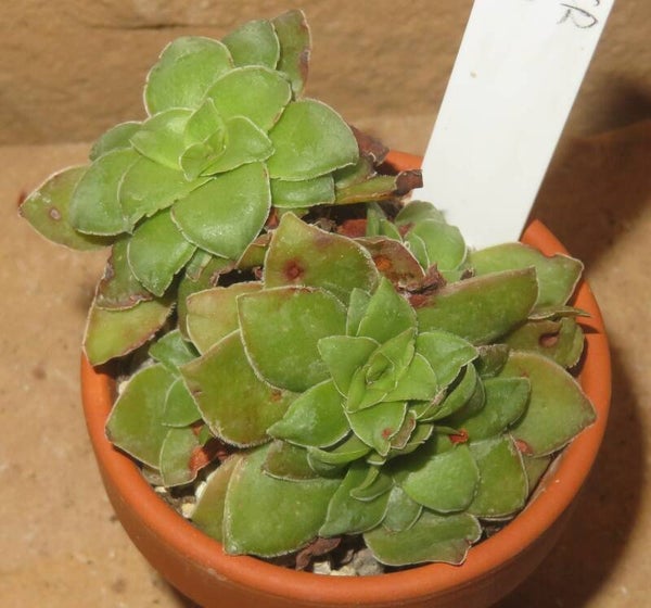 Crassula orbicularis