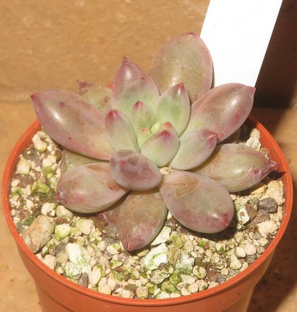 Echeveria cv Yeonji New!!!