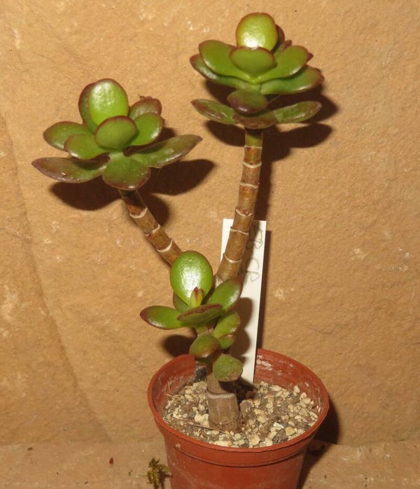 Crassula argentea minor cv Magic
