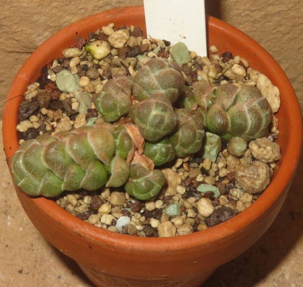 Crassula teres - barklyi