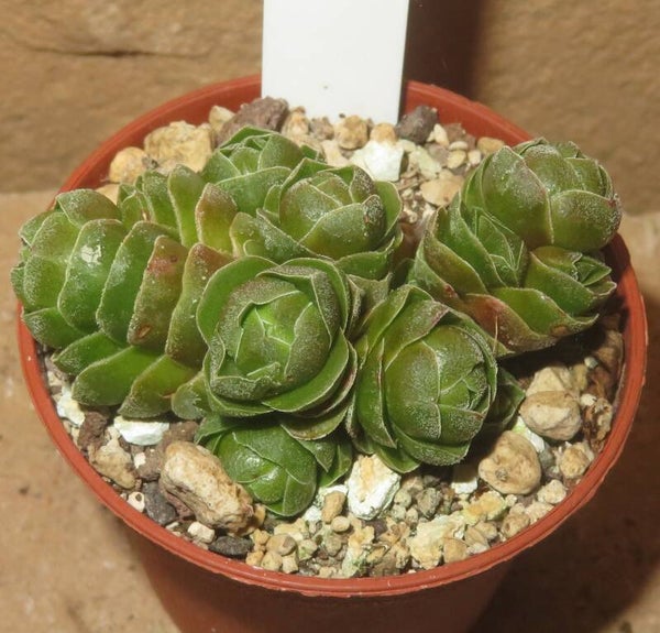 Crassula cv Emerald