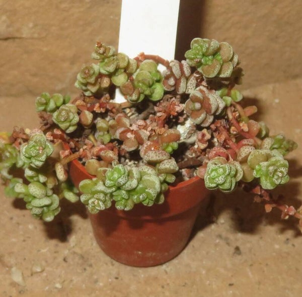 Crassula corallina