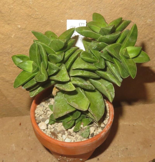 Crassula cv Spring Time
