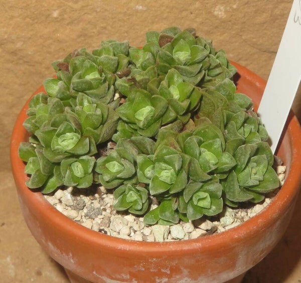 Crassula cv Dorothy