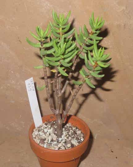 Crassula tetragona