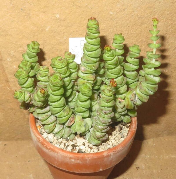 Crassula marnieriana