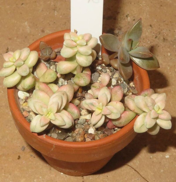 Crassula deltoidea variegata
