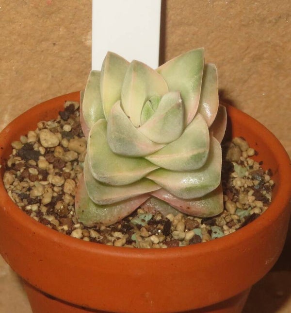 Crassula cv Mooglow variegata