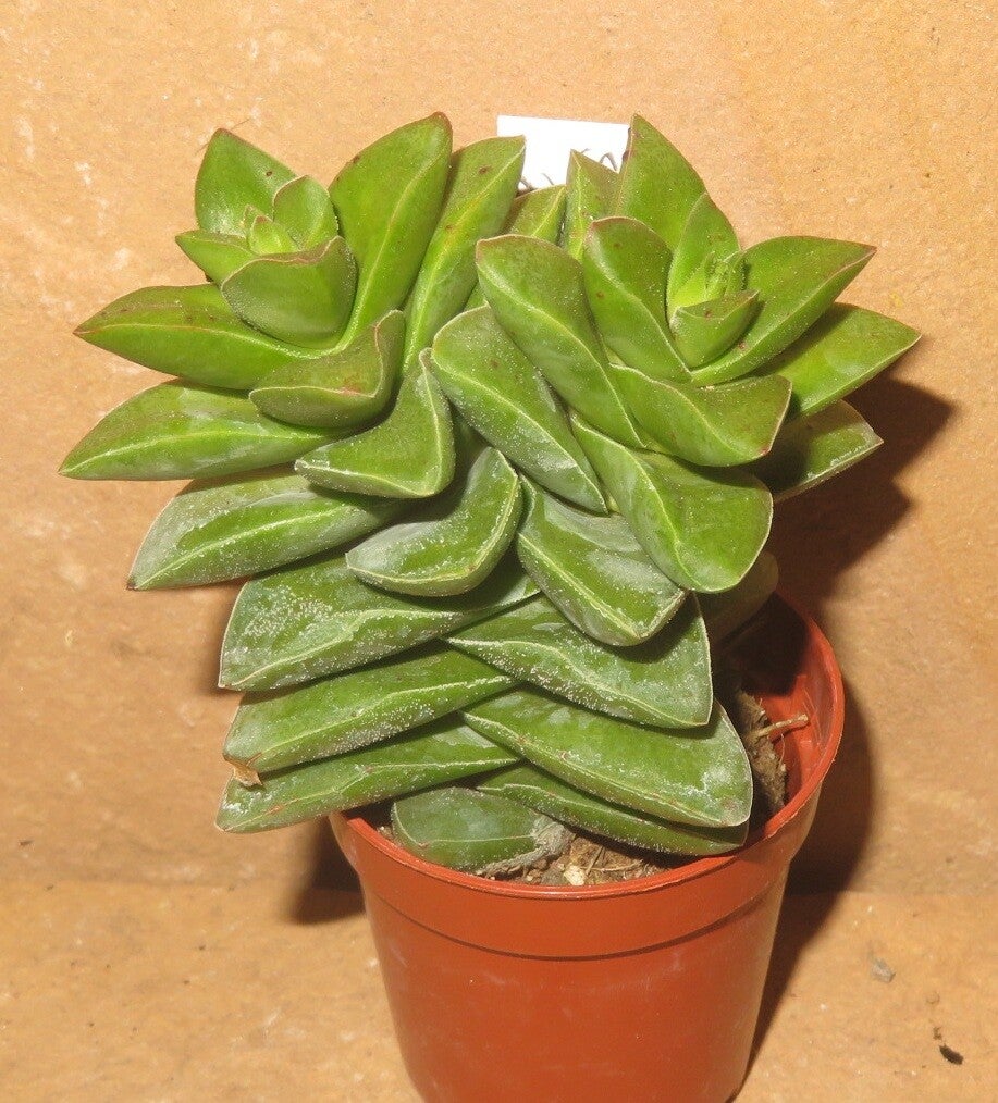 Crassula cv Sping Time