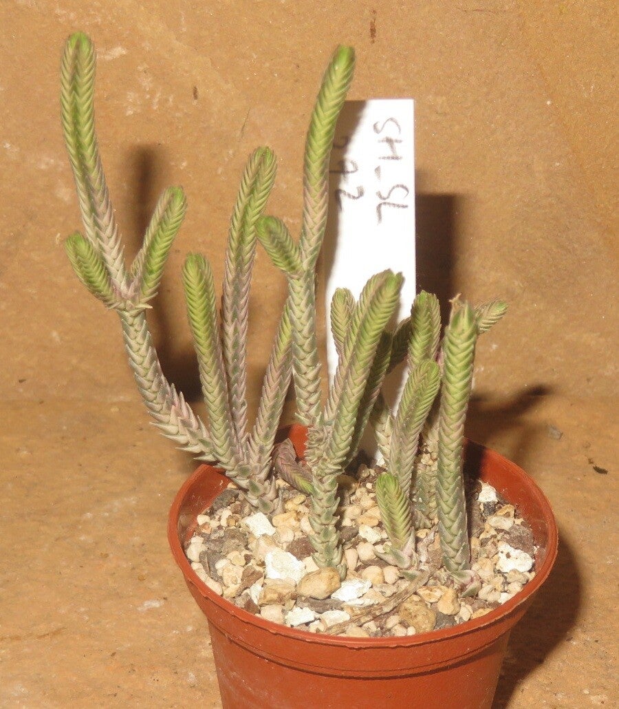 Crassula lycopodioides variegata