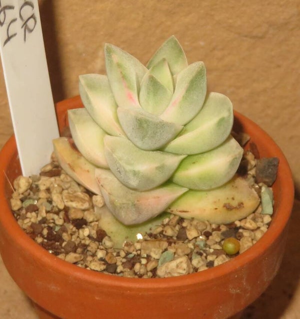 Crassula cv Mooglow variegata