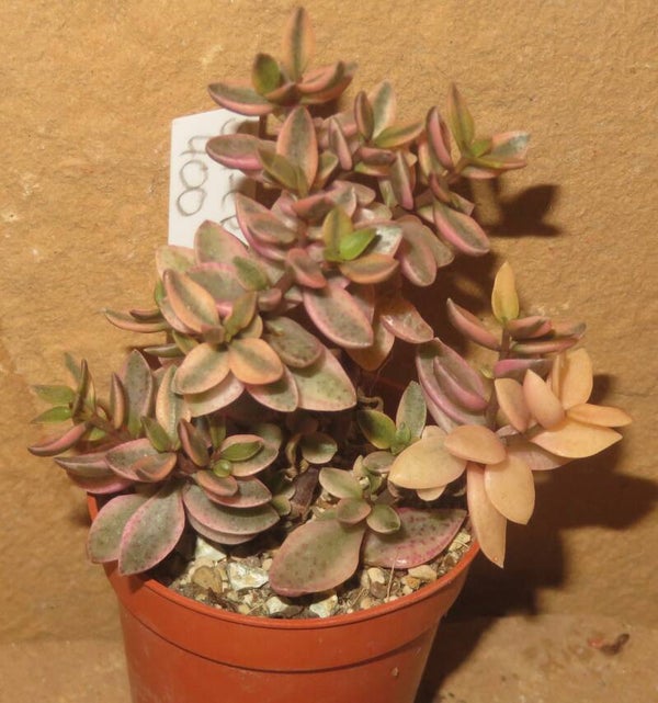 Crassula volkensii variegata