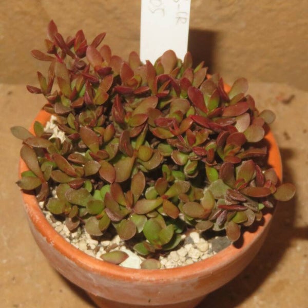 Crassula pubescens ssp. radicans