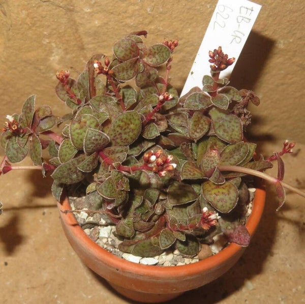 Crassula exilis v. picturata