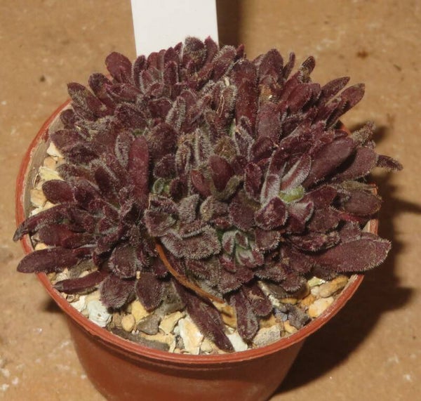 Crassula pubescens