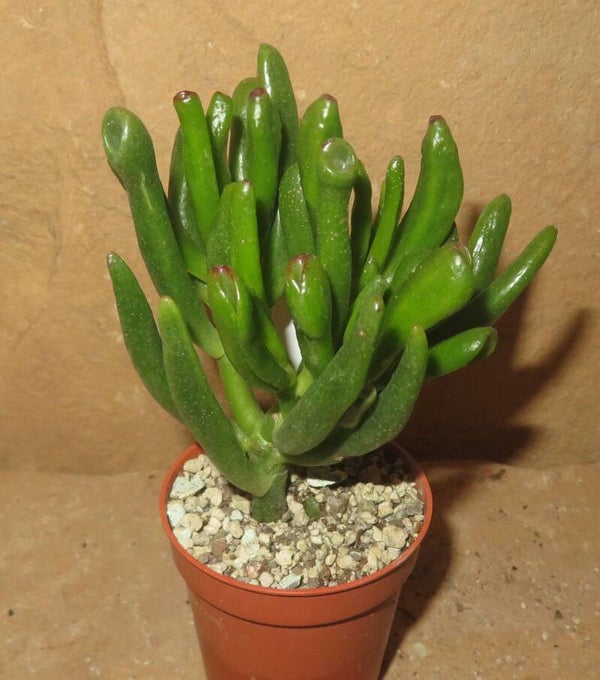 Crassula argentea cv Gollum
