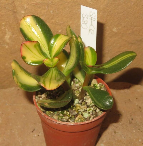 Crassula argentea cv Mikaeri Bijin variegata