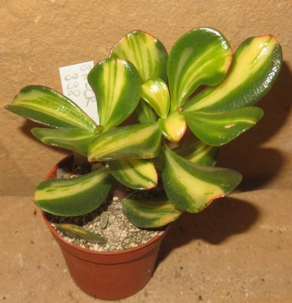 Crassula argentea cv Mikaeri Bijin variegata