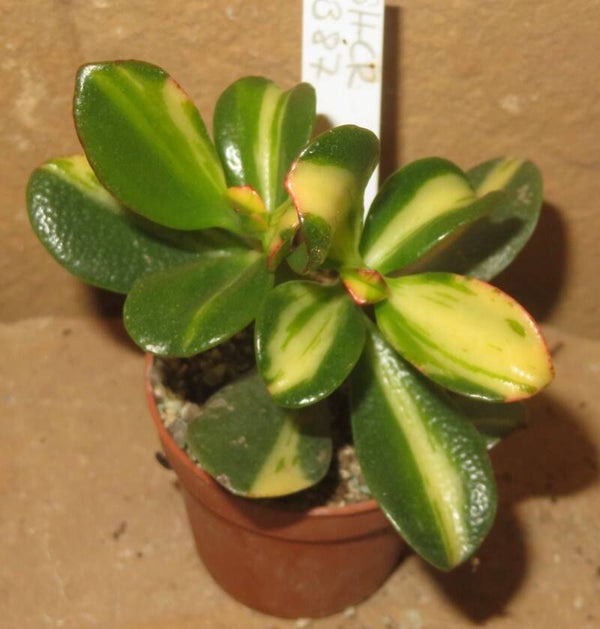 Crassula argentea cv Mikaeri Bijin variegata
