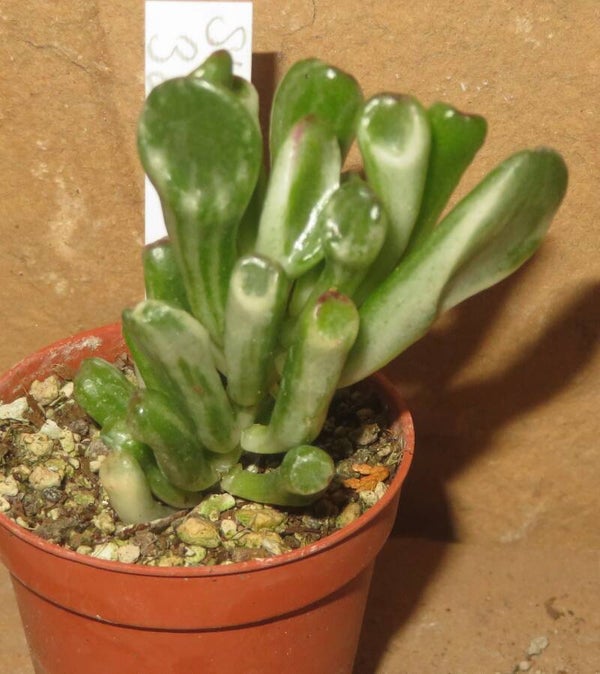 Crassula argentea cv Gollum variegata