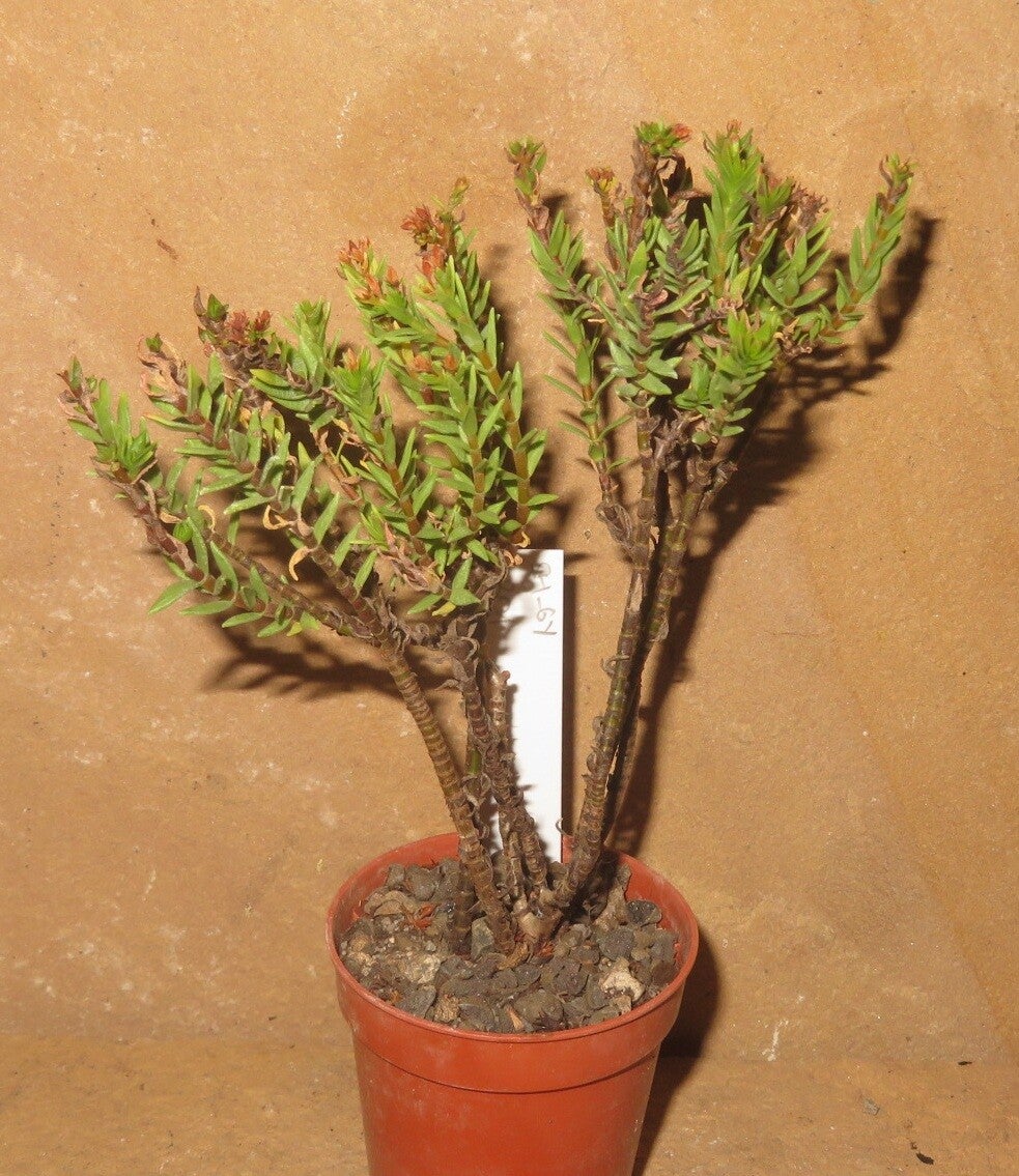 Crassula volkensii variegata