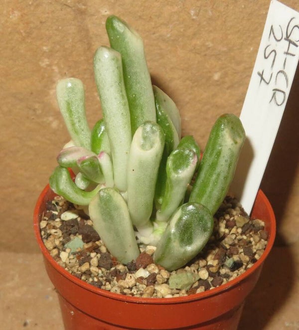 Crassula argentea cv Gollum variegata