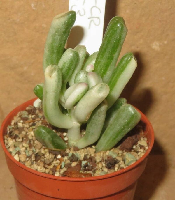 Crassula argentea cv Gollum variegata