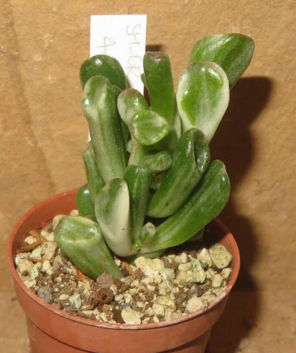 Crassula argentea cv Gollum variegata