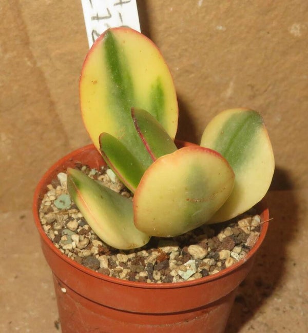 Crassula argentea cv Maruba Kagetsu variegata