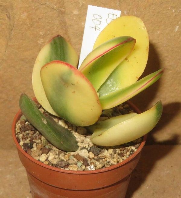 Crassula argentea cv Maruba Kagetsu variegata