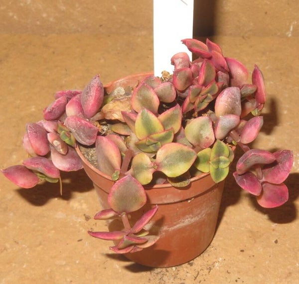 Crassula volkensii variegata