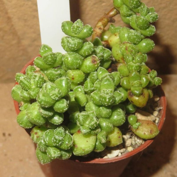 Crassula elegans Steinkopf