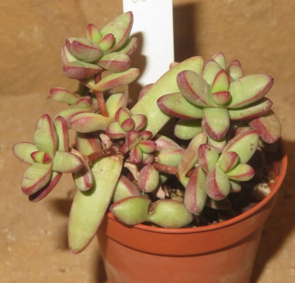 Crassula nudicaulis v. herrei