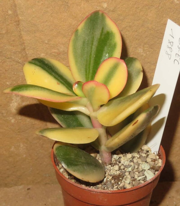Crassula argentea cv Maruba NISHIKI variegata