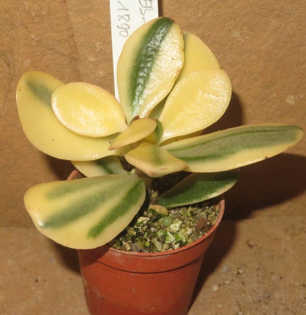 Crassula argentea cv Maruba NISHIKI variegata